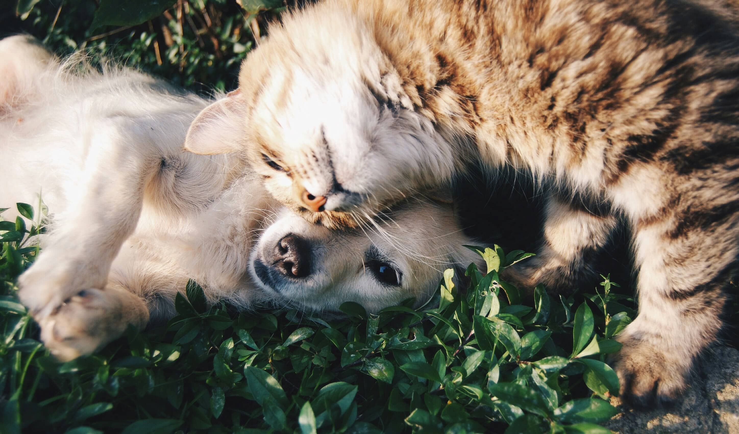 Slash Your Pet Bills: Die Top 5 Apps für bezahlbare Tierarztkosten, Futter & Zubehör im Jahr 2025