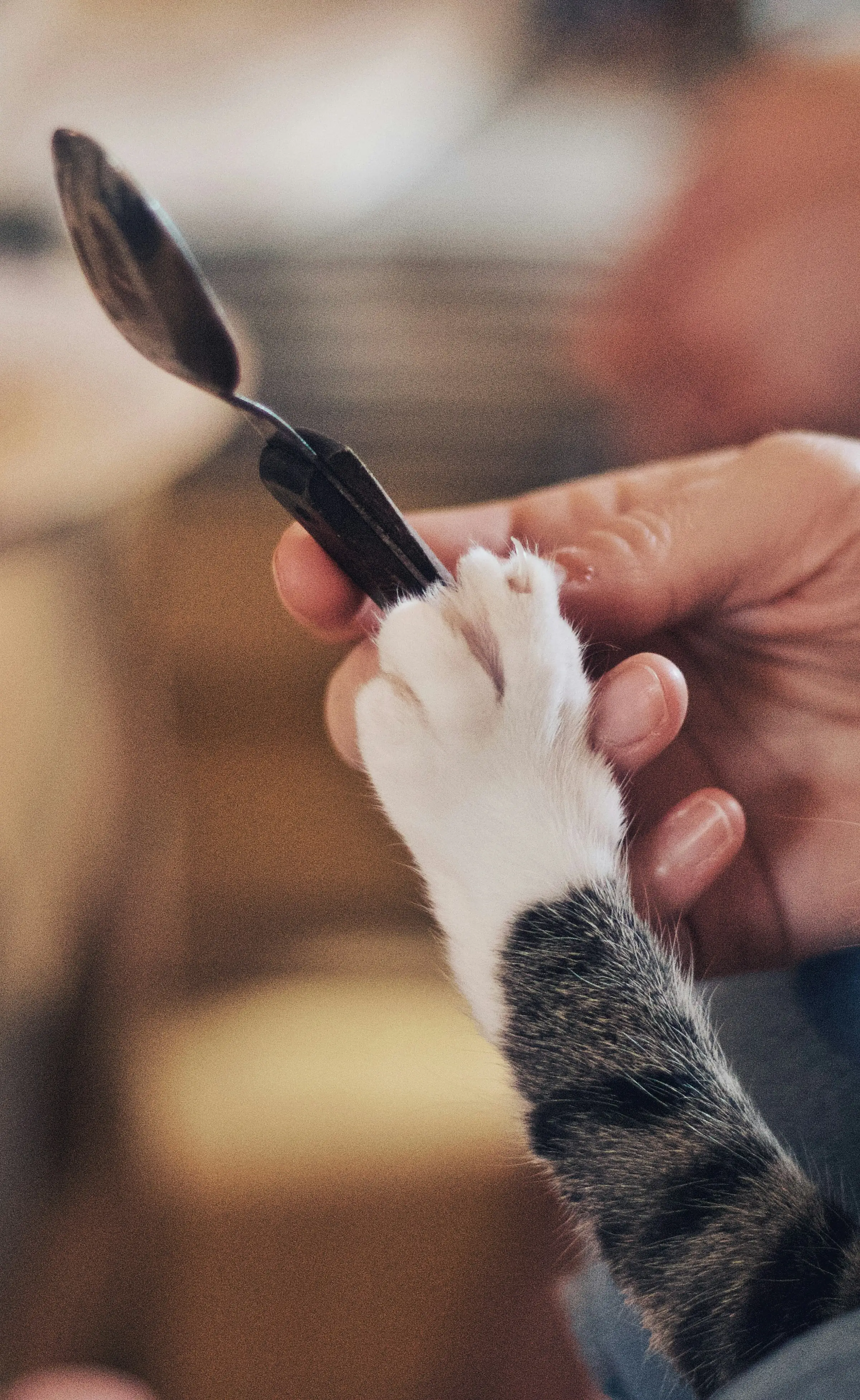 Haustier-Budget planen: 5 Apps im Praxischeck