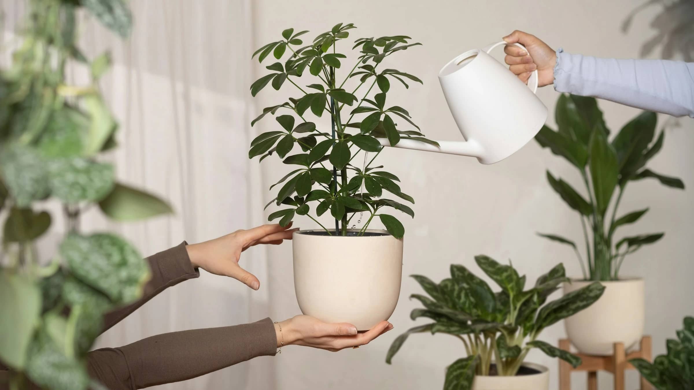 Pflanzen retten statt neu kaufen: Hilft die Planta-App?