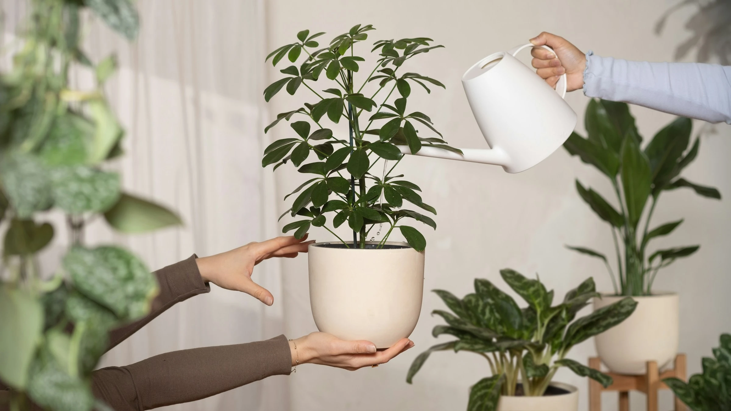 Pflanzen retten statt neu kaufen: Hilft die Planta-App?